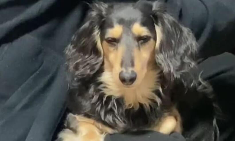 ダックスフンド,動画