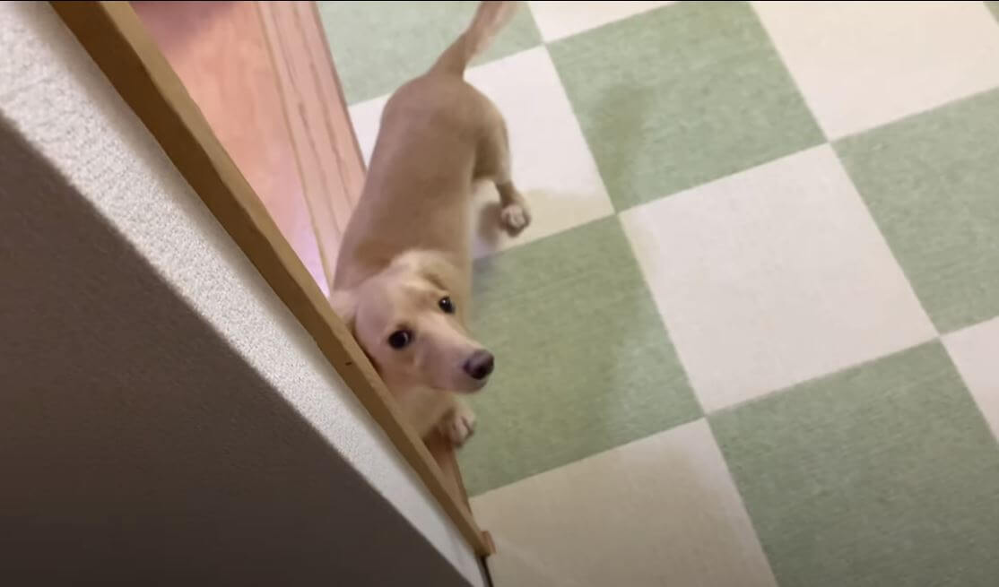 ダックスフンド,動画