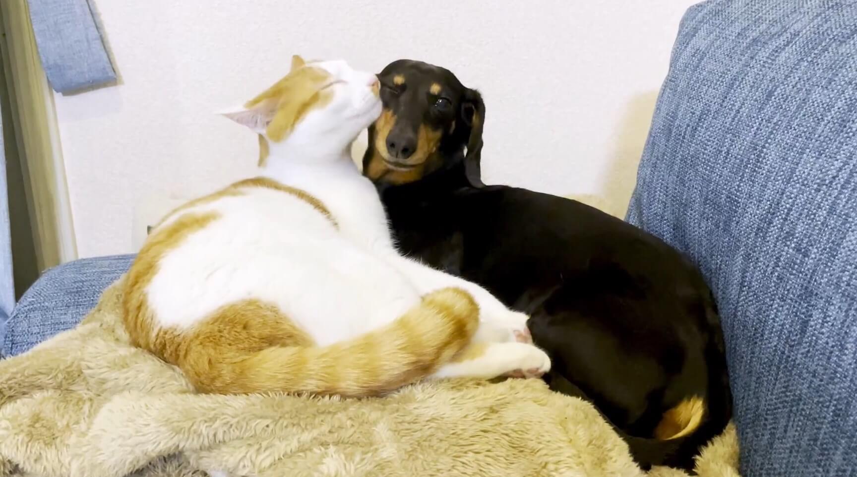 ダックスフンド,動画