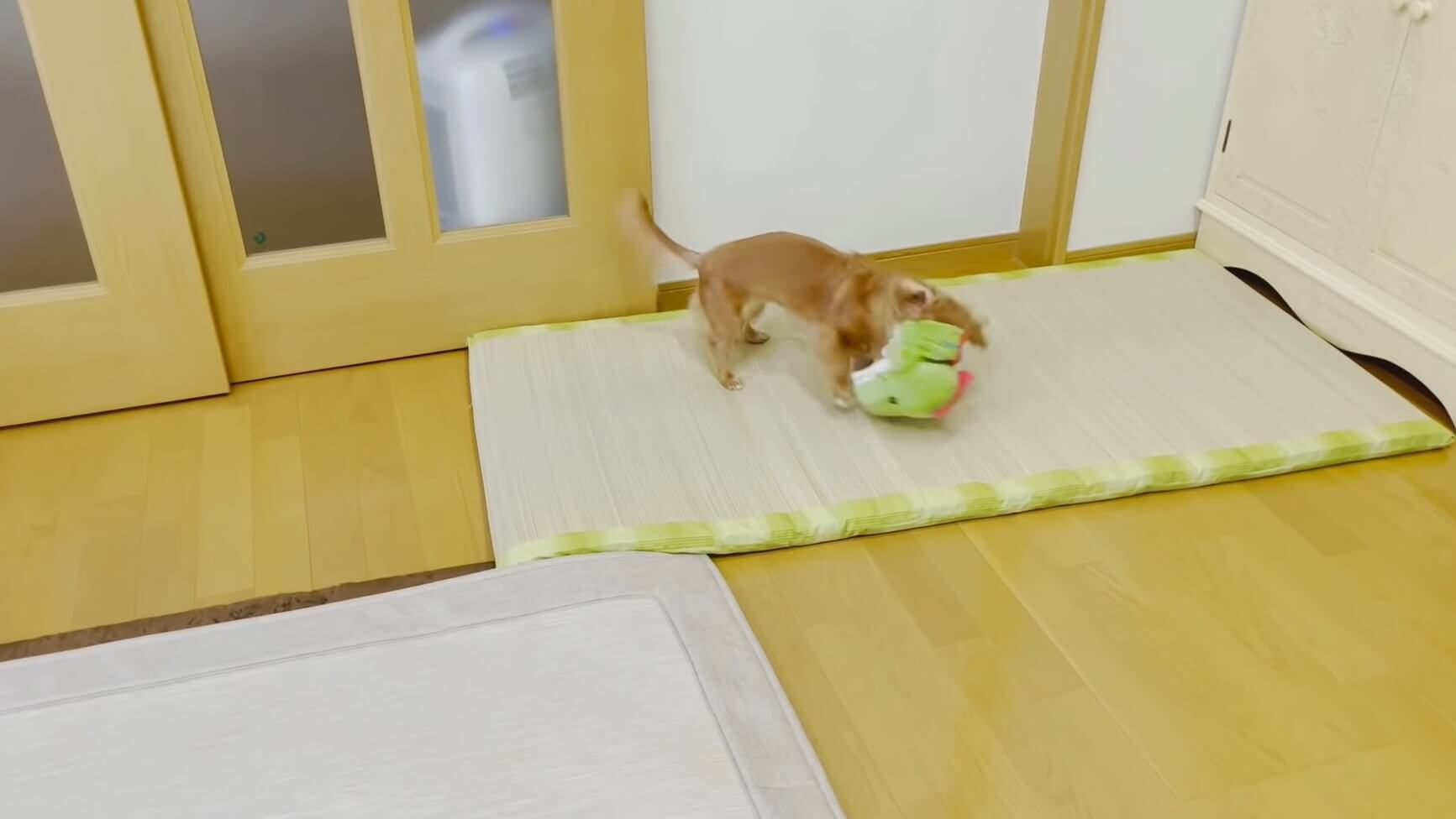 ダックスフンド,動画