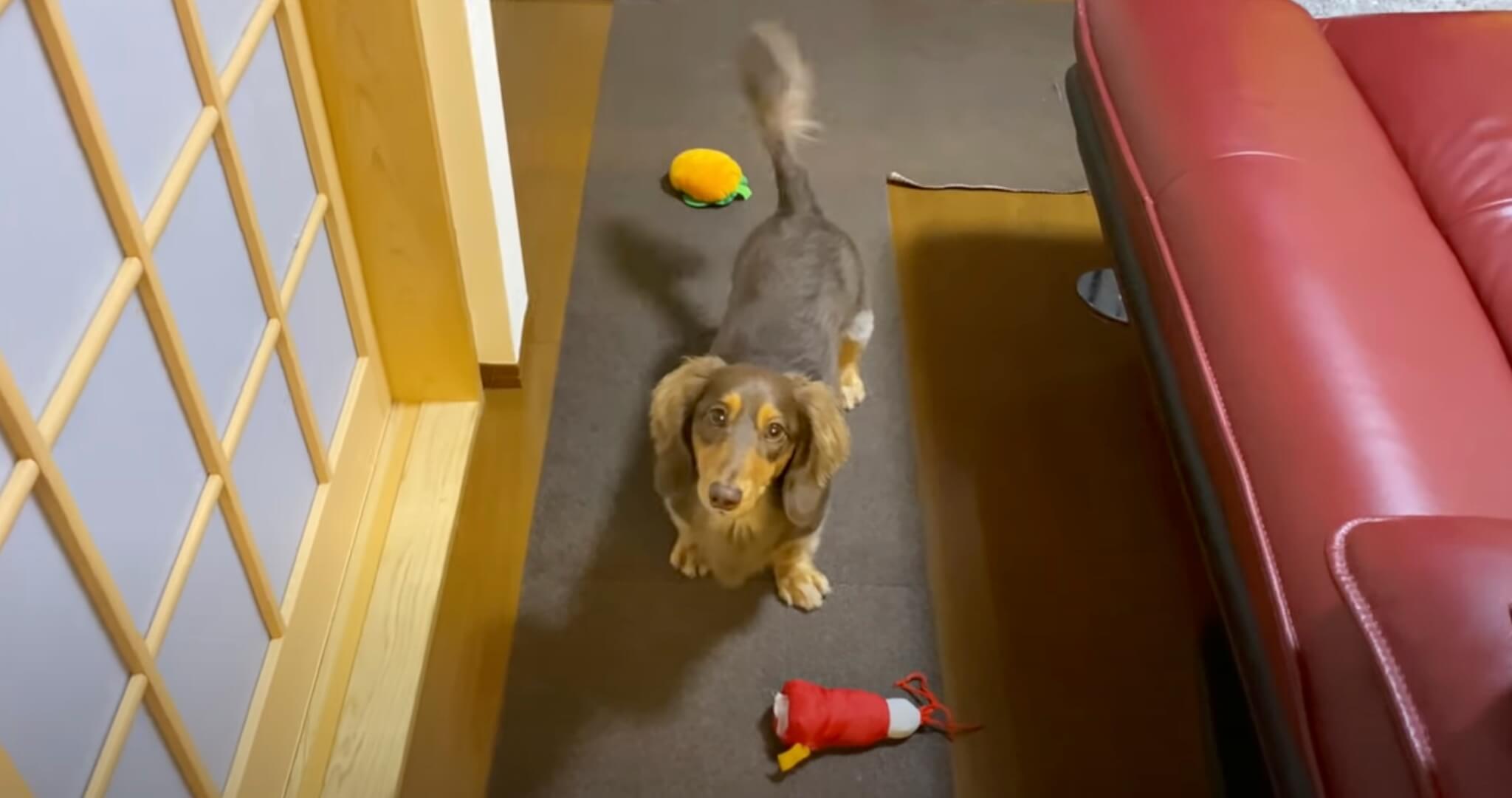 ダックスフンド,動画