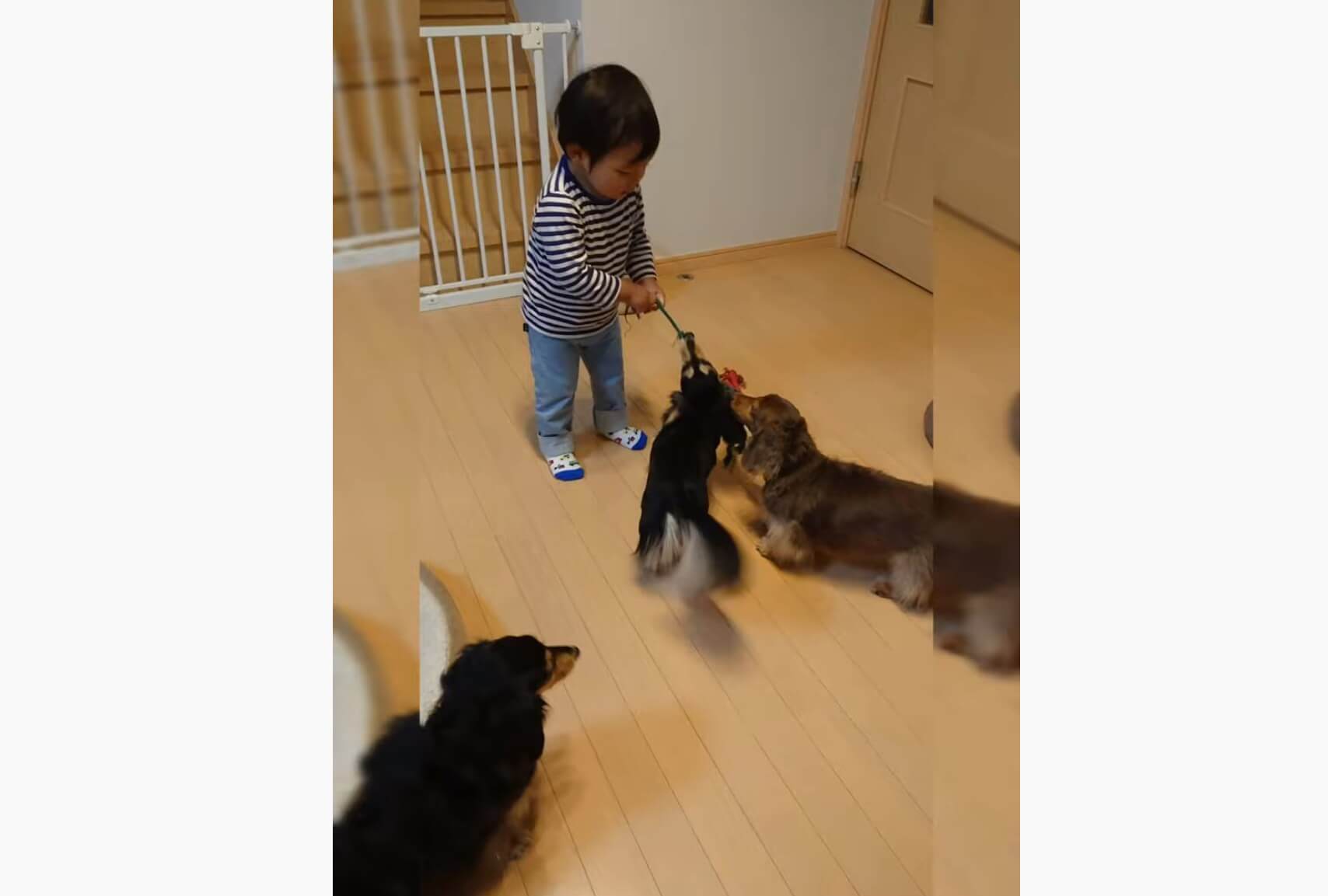 ダックスフンド,動画