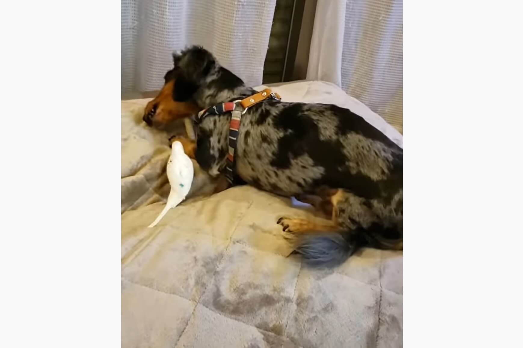 ダックスフンド,動画