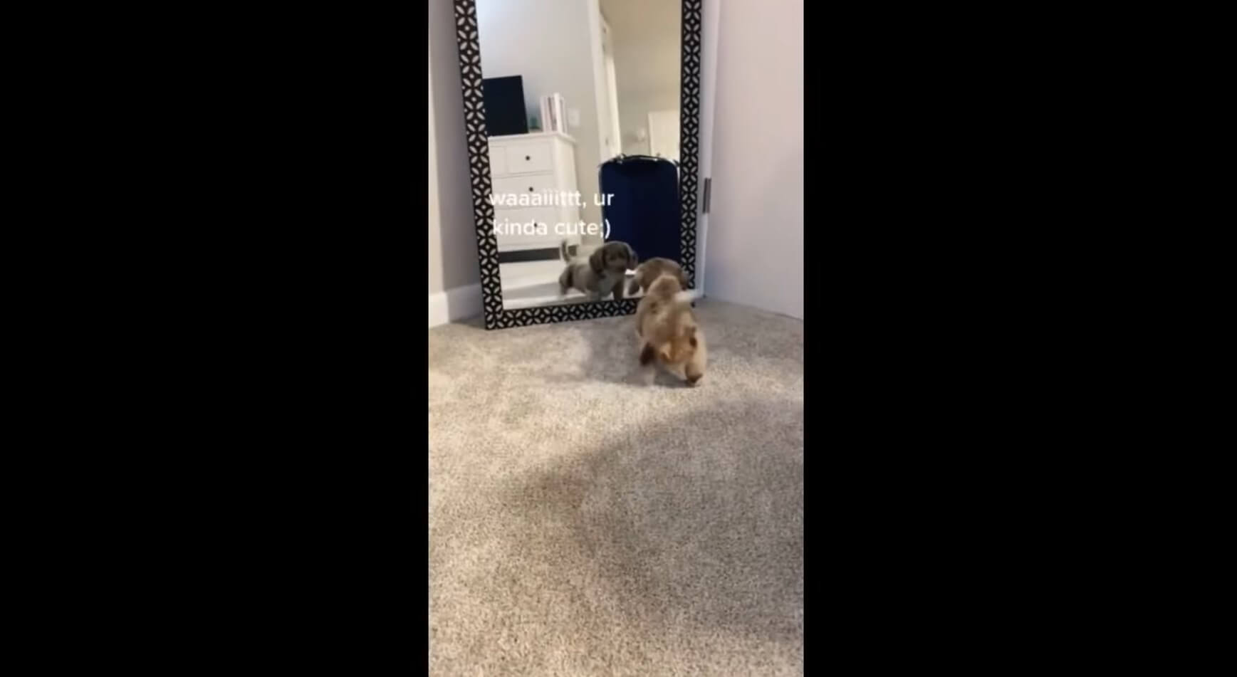 ダックスフンド,動画