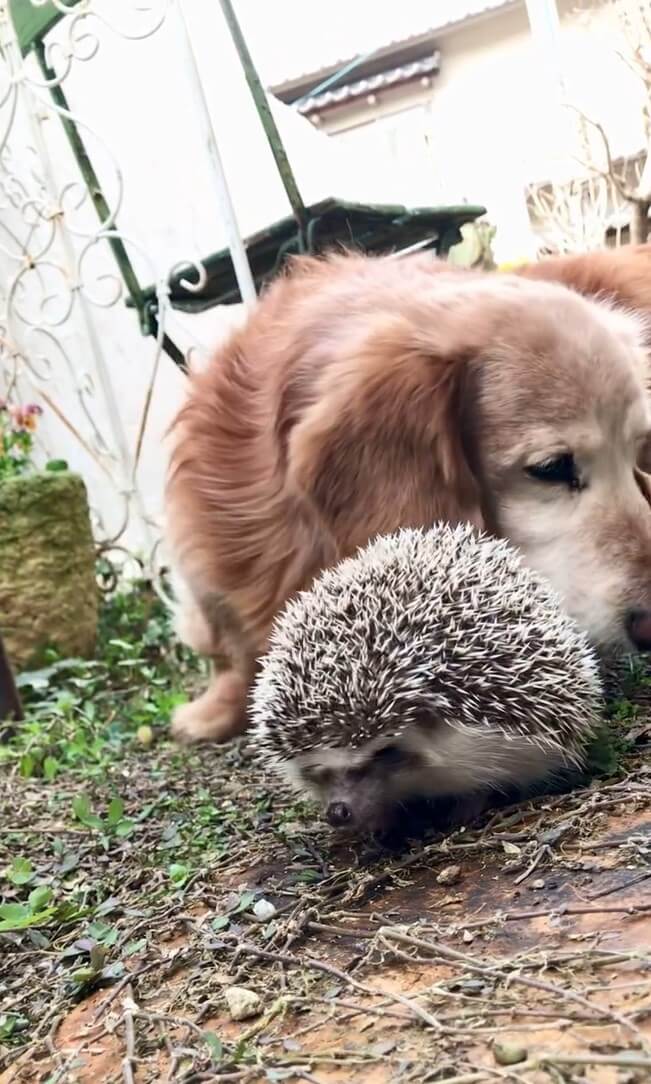 ダックスフンド,動画