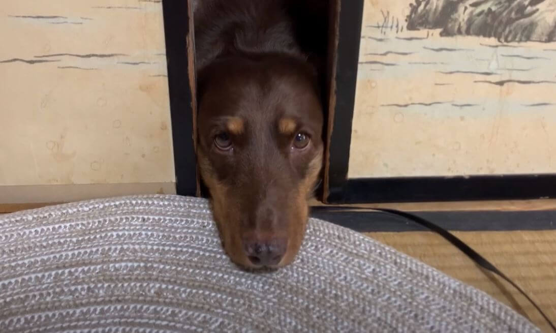 ダックスフンド,動画