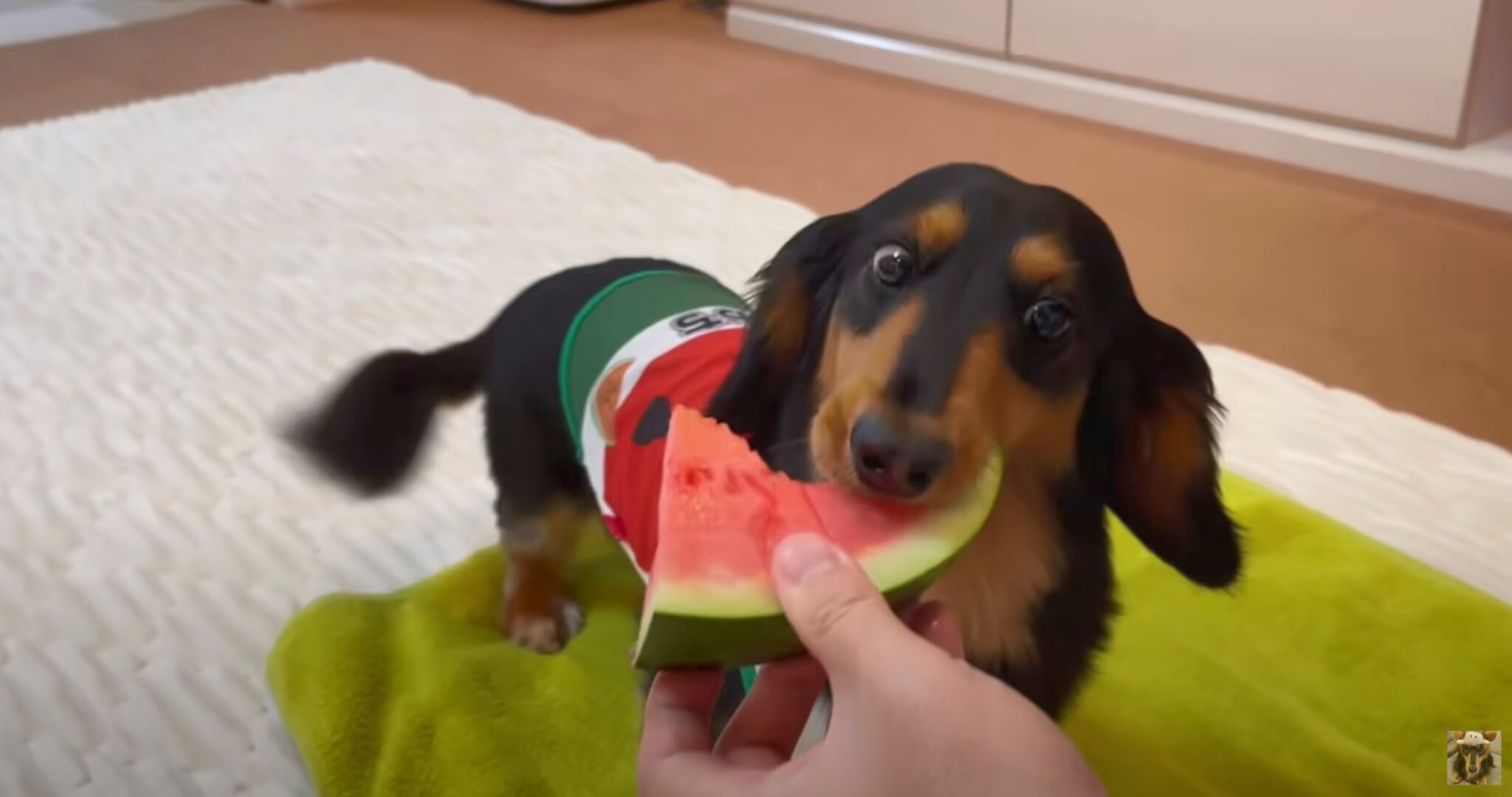 ダックスフンド,動画