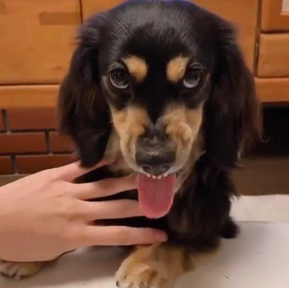 ダックスフンド,動画