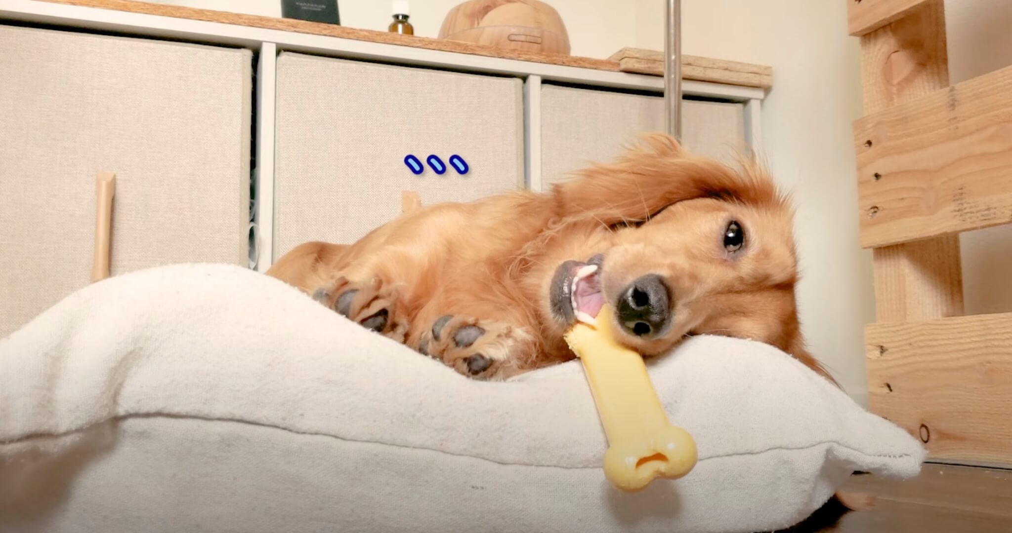 ダックスフンド,動画