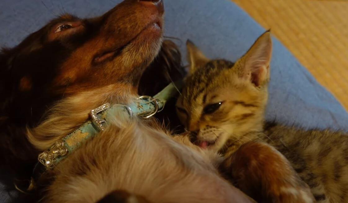 ダックスフンド,動画