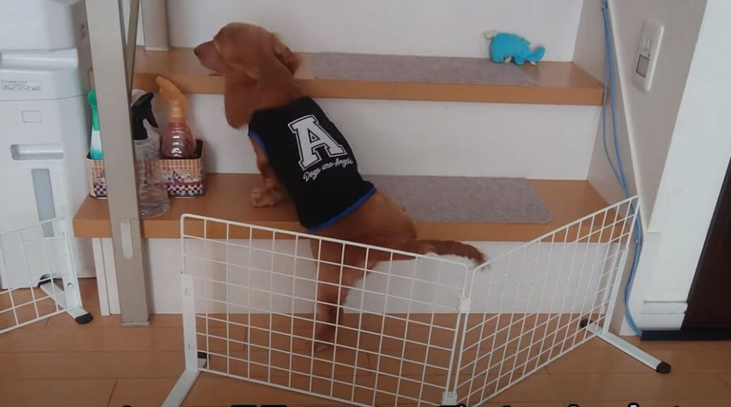 ダックスフンド,動画