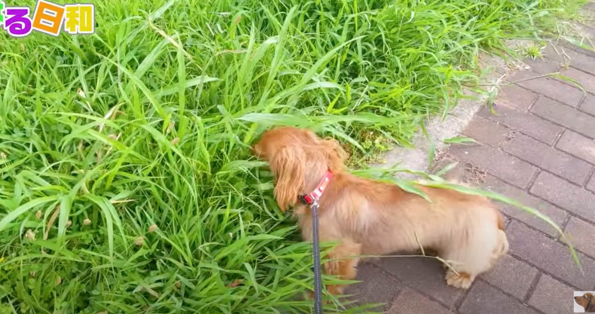 ダックスフンド,動画