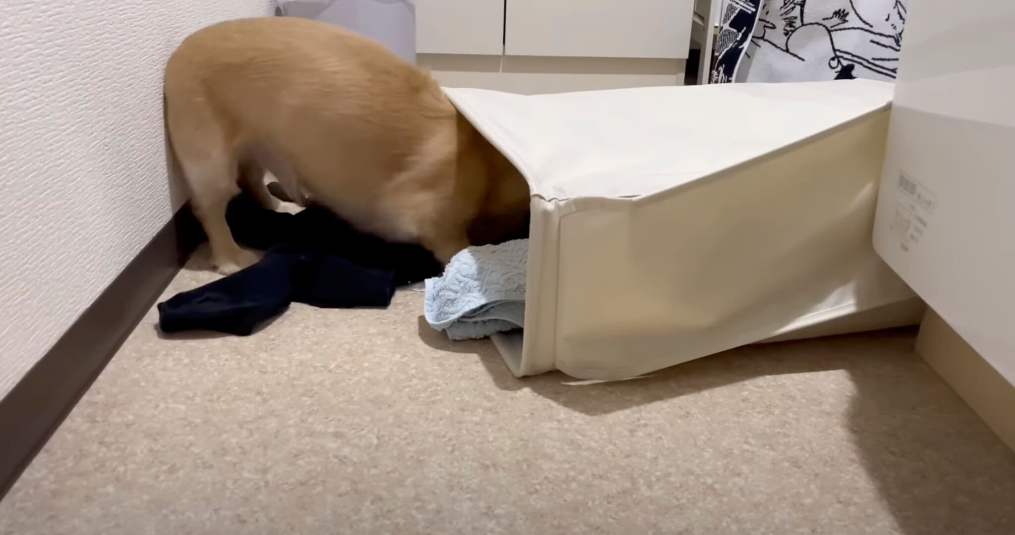 ダックスフンド,動画