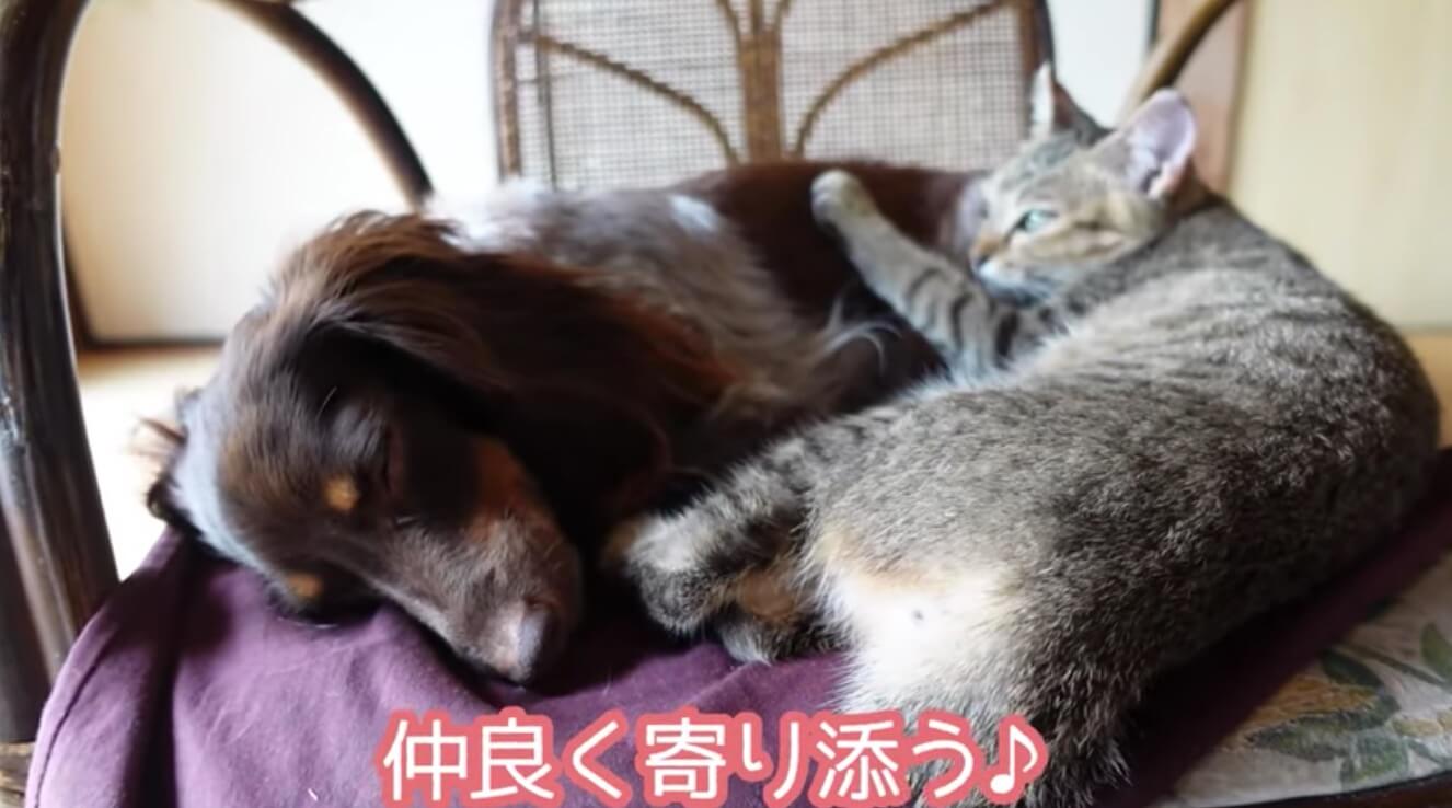 ダックスフンド,動画