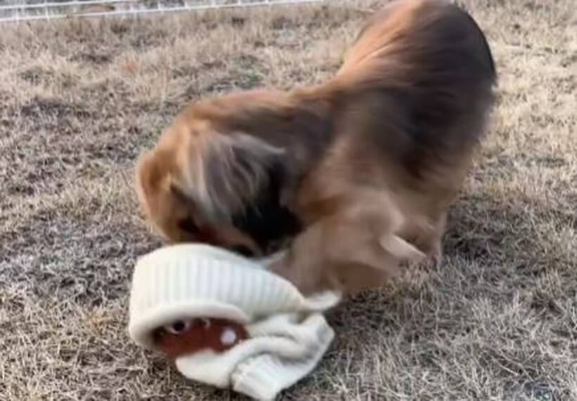 ダックスフンド,動画