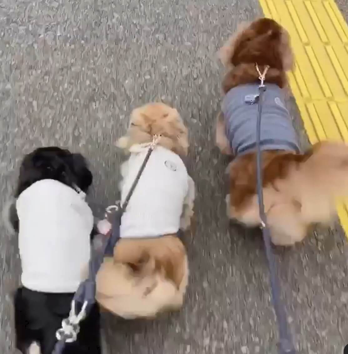 ダックスフンド,動画