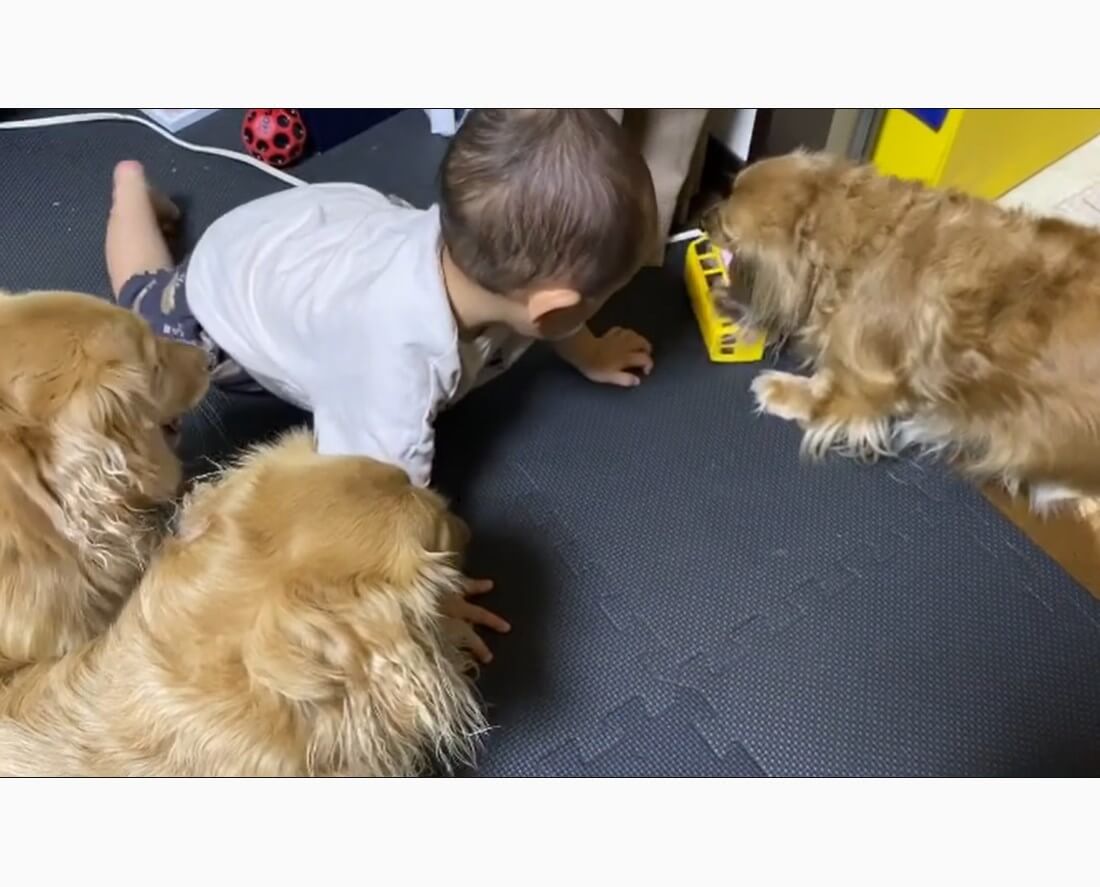 ダックスフンド,動画