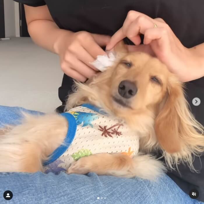 ダックスフンド,動画