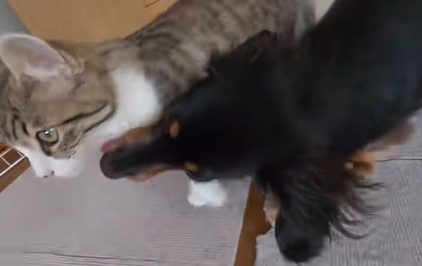 ダックスフンド,動画