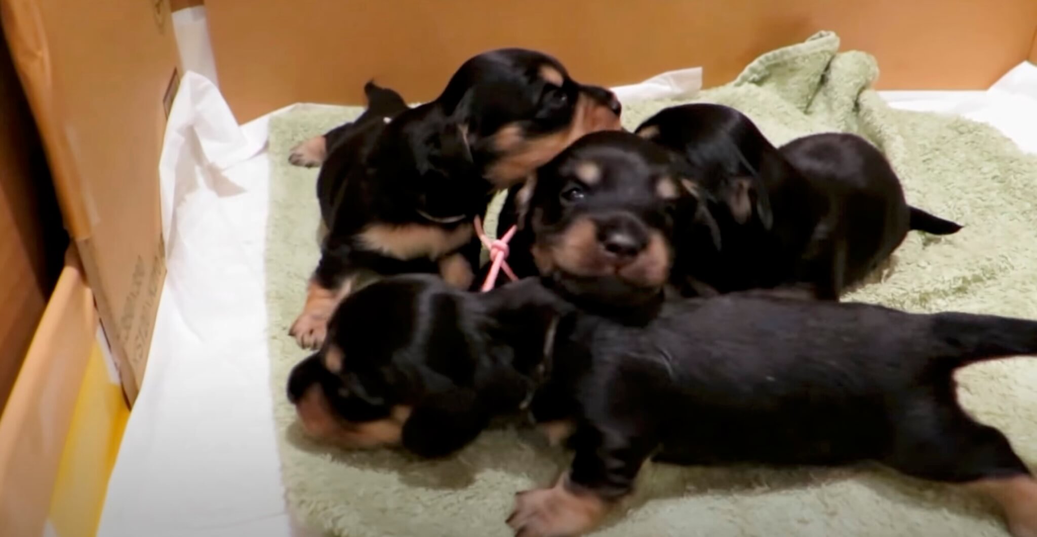 ダックスフンド,動画