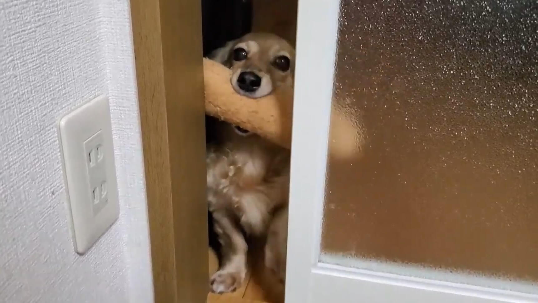 ダックスフンド,動画