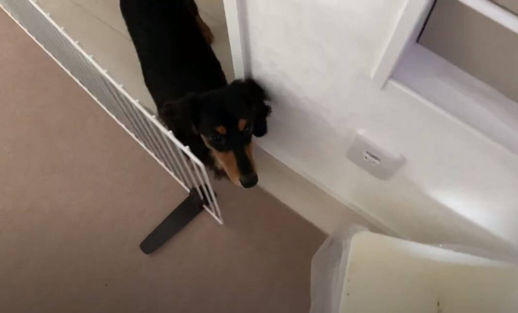 ダックスフンド,動画