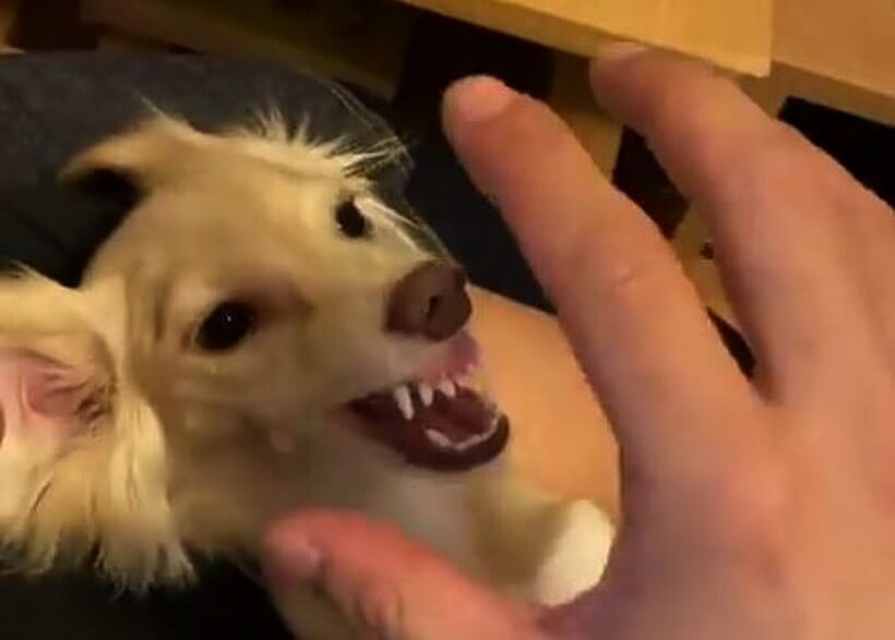 ダックスフンド,動画