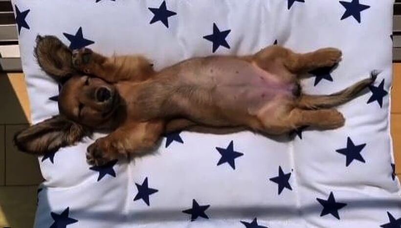 ダックスフンド,動画