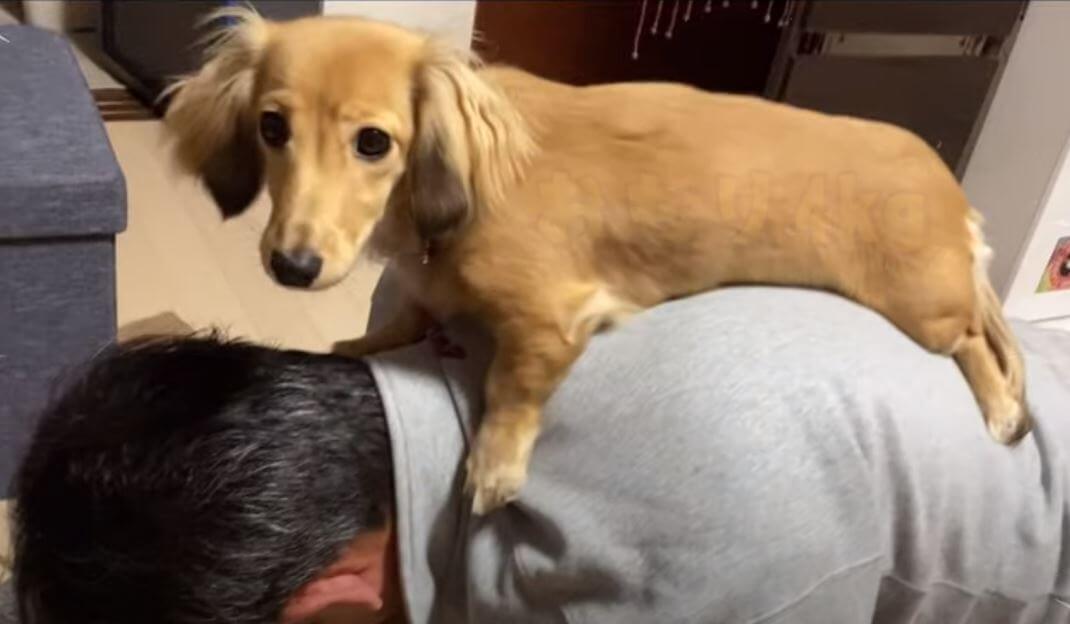 ダックスフンド,動画