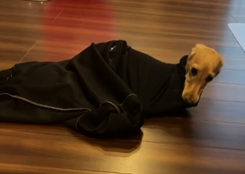 ダックスフンド,動画