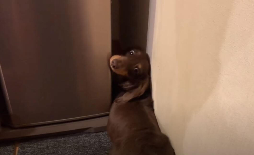 ダックスフンド,動画