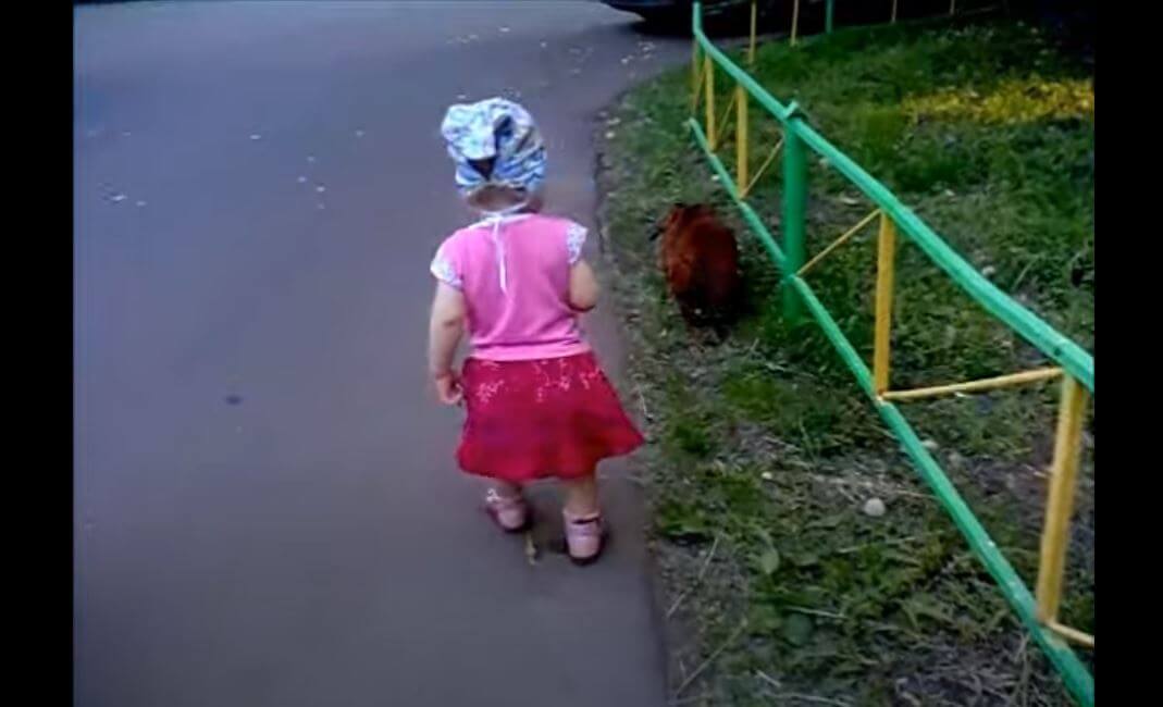 ダックスフンド,動画