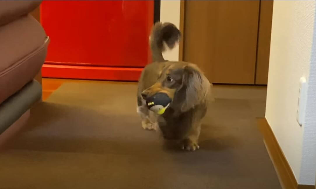 ダックスフンド,動画