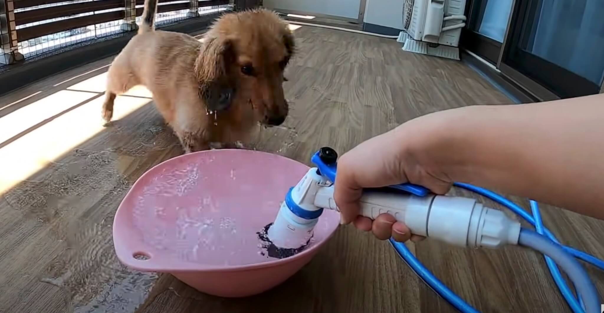 ダックスフンド,動画