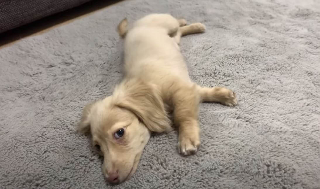 ダックスフンド,動画