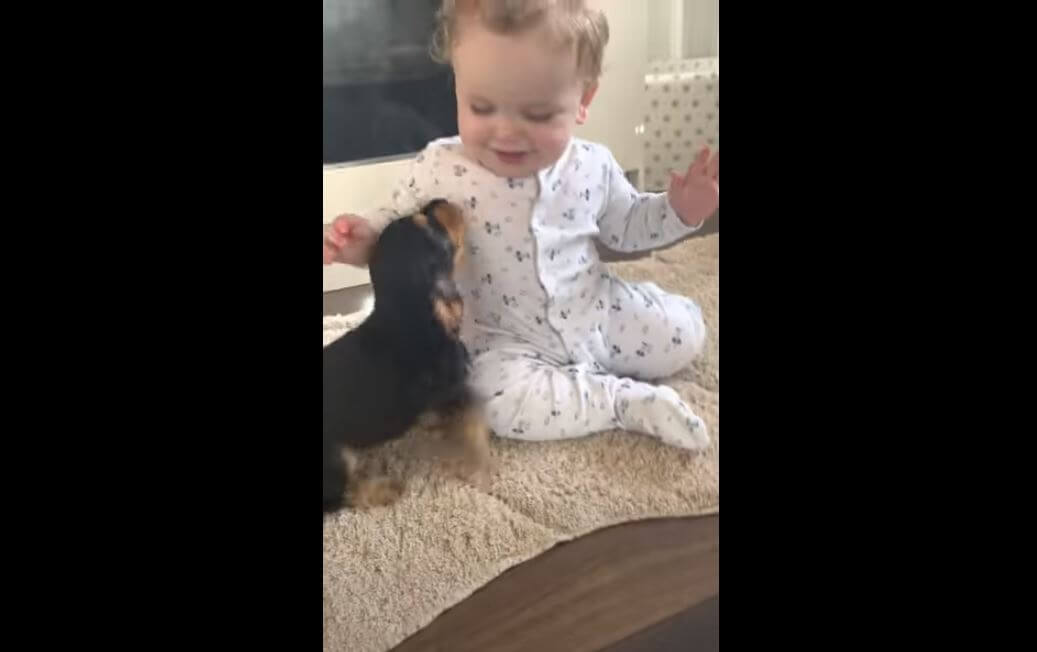 ダックスフンド,動画