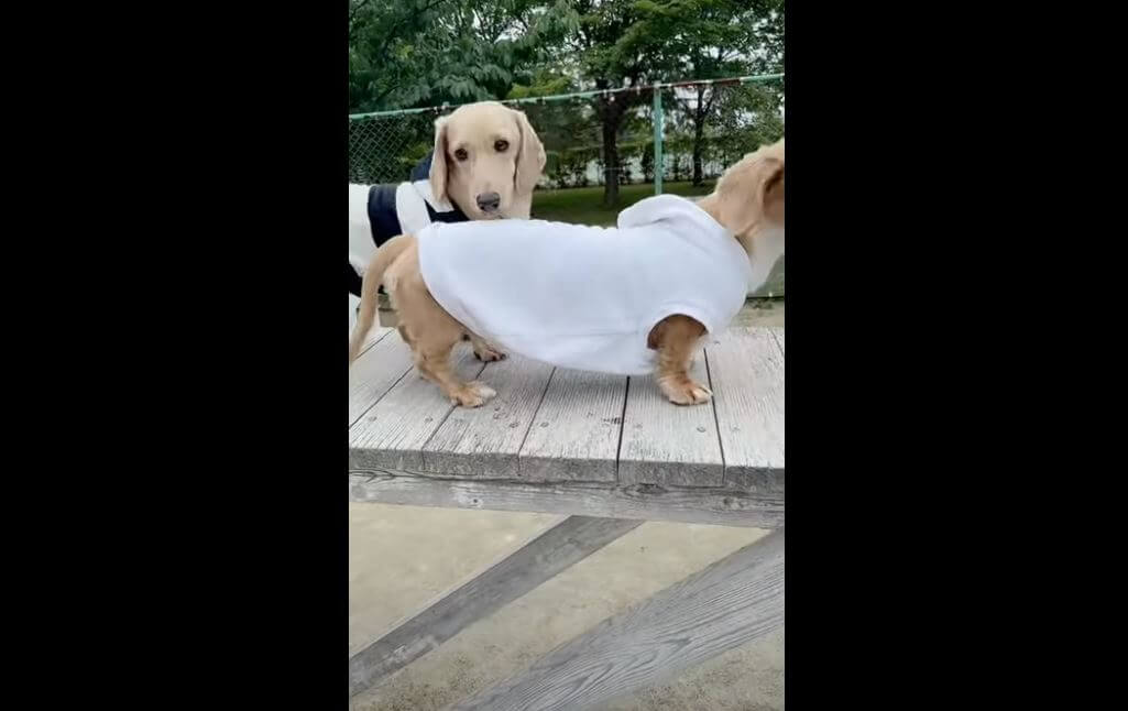 ダックスフンド,動画