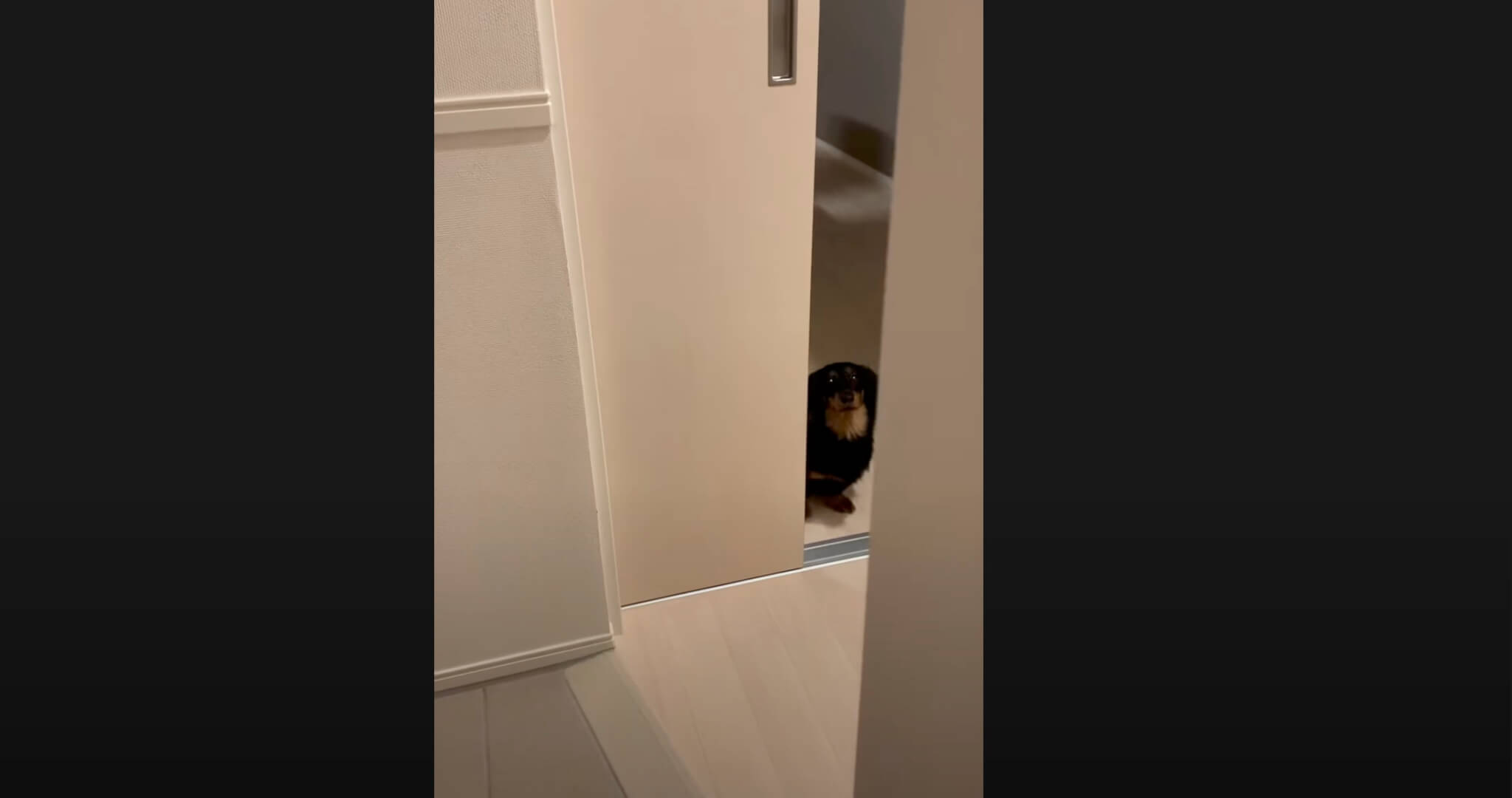 ダックスフンド,動画