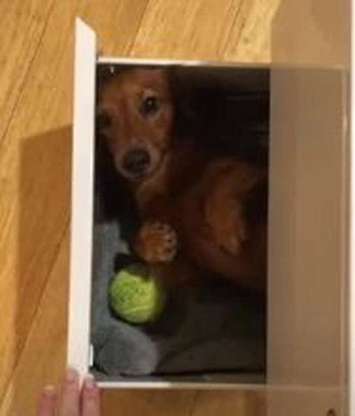 ダックスフンド,動画