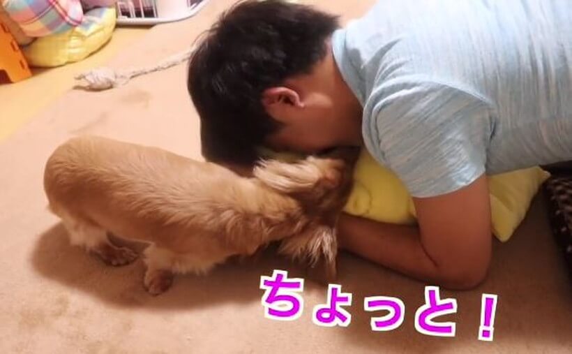 ダックスフンド,動画