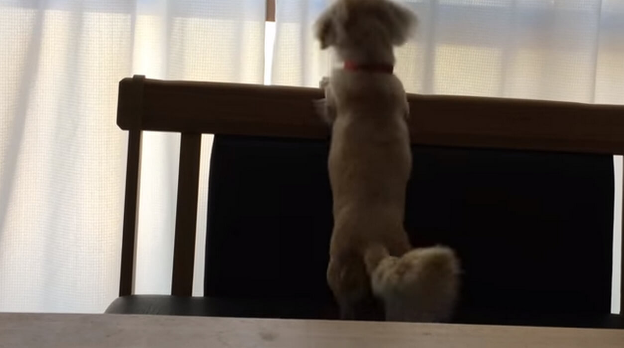 ダックスフンド,動画