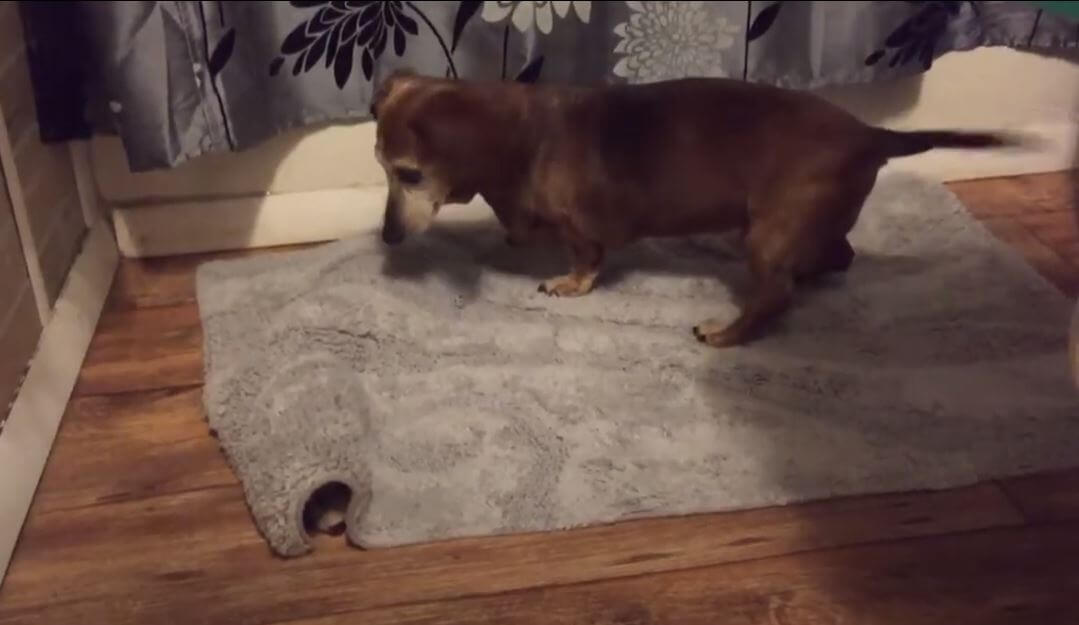 ダックスフンド,動画