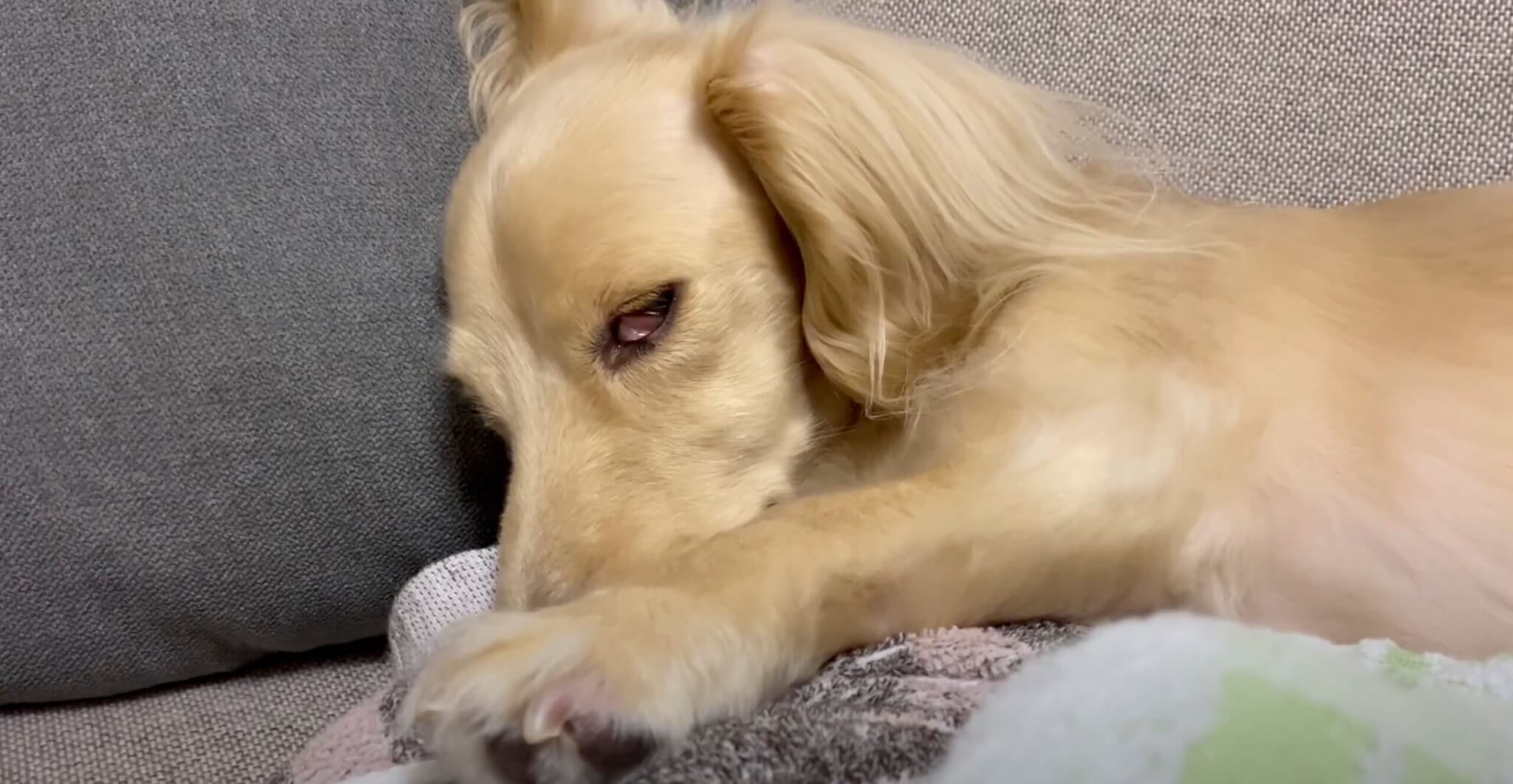 ダックスフンド,動画