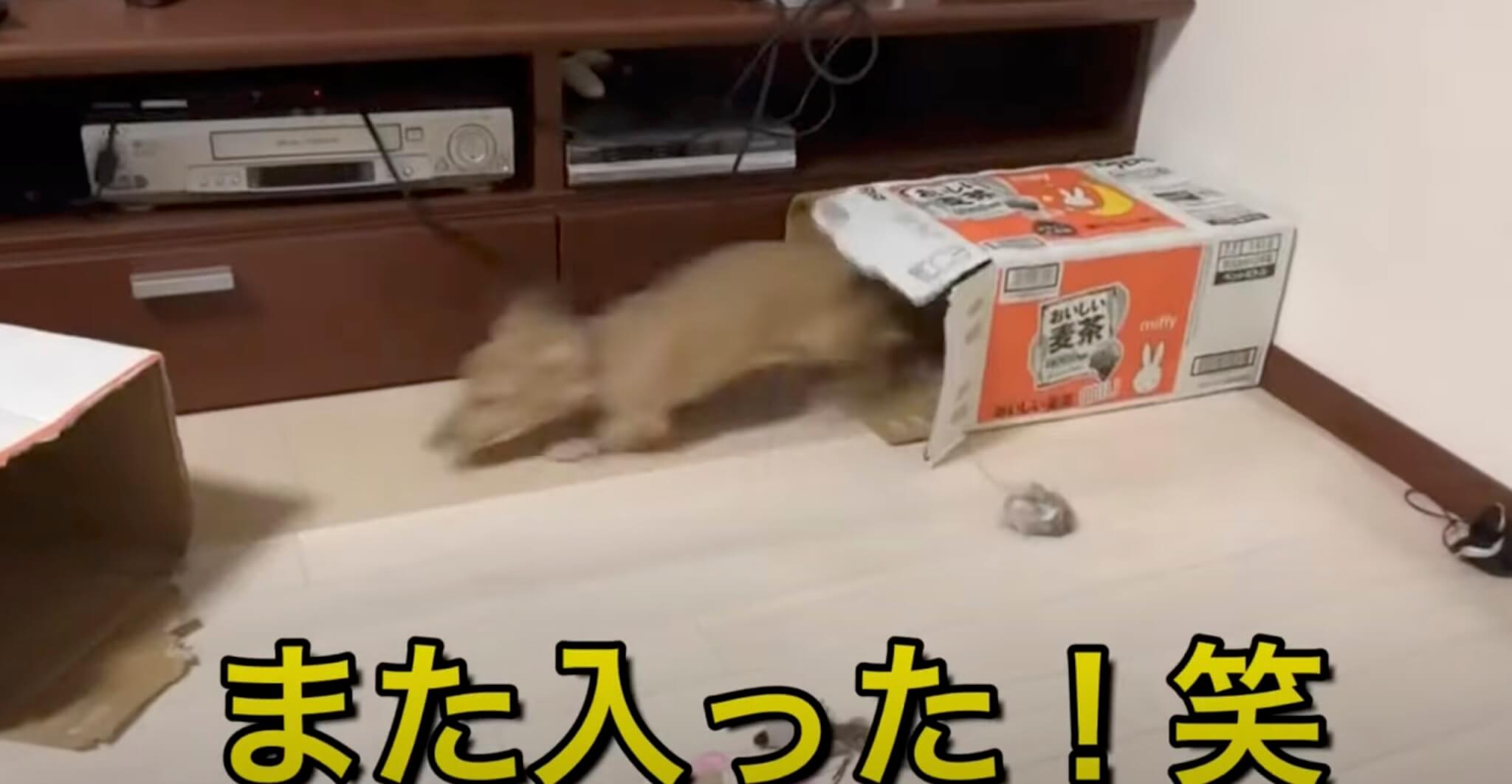 ダックスフンド,動画