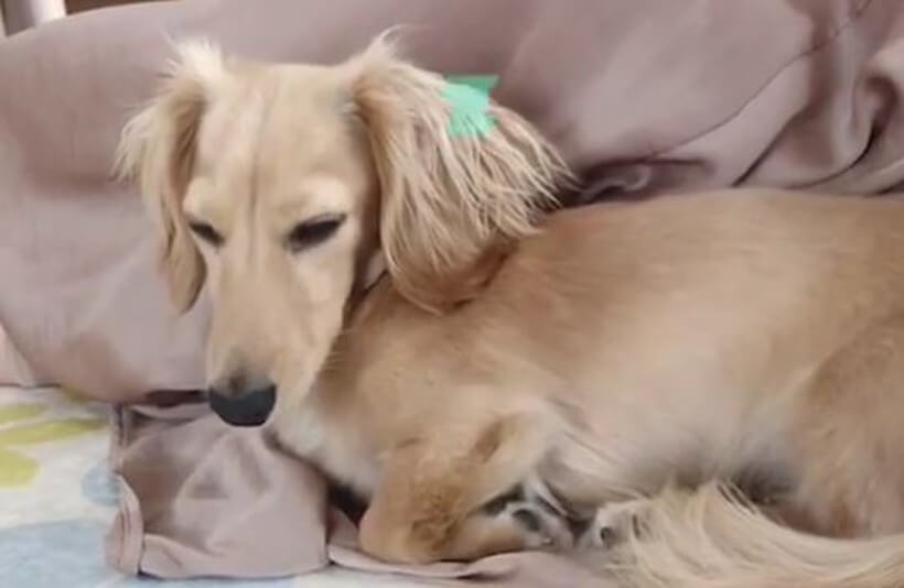 ダックスフンド,動画