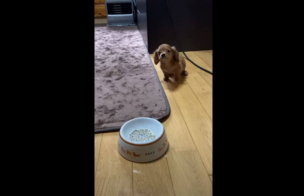 ダックスフンド,動画