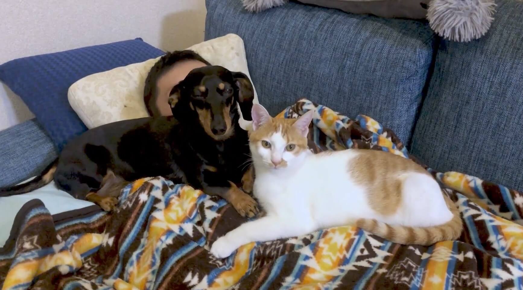 ダックスフンド,動画