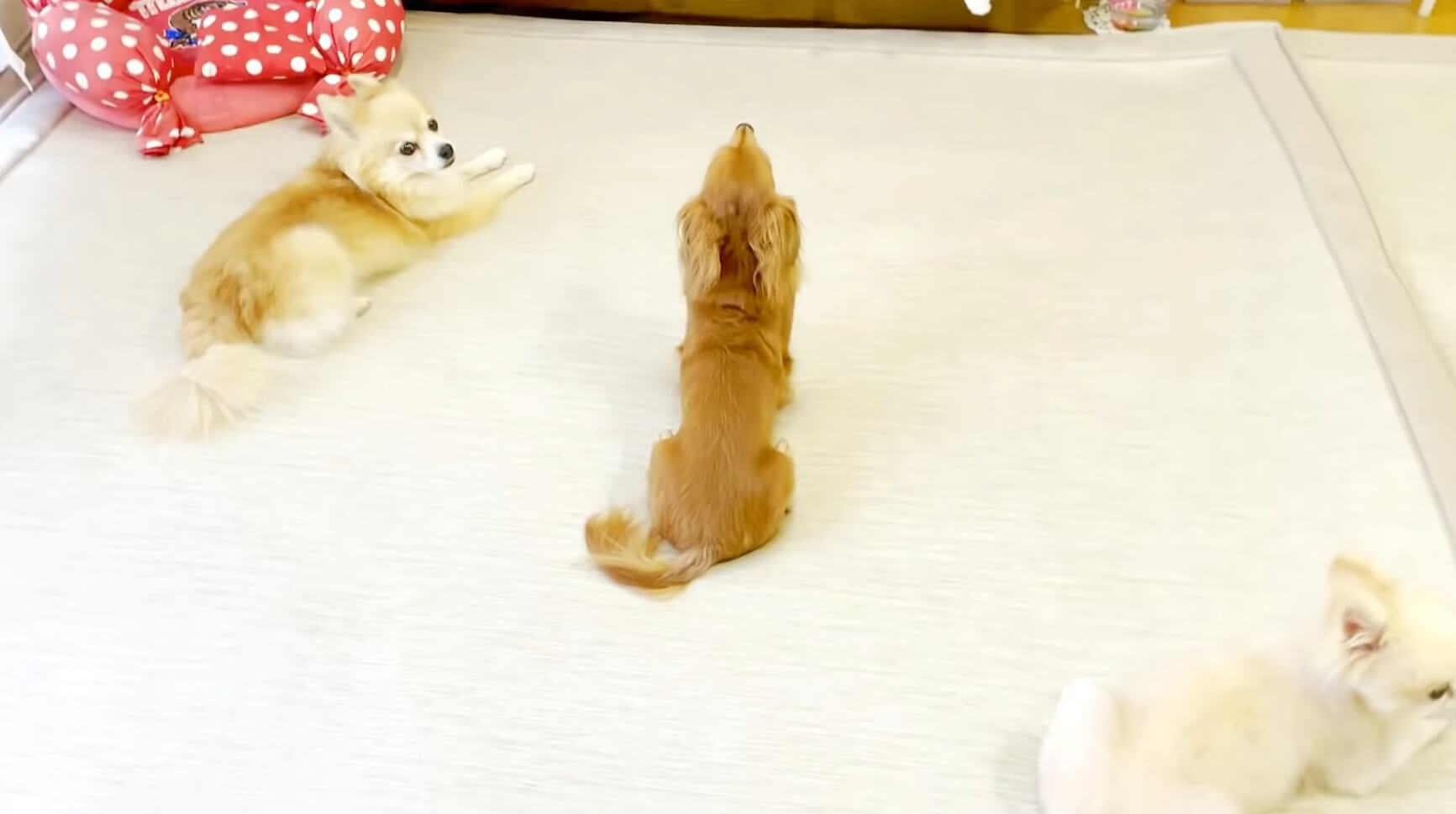 ダックスフンド,動画