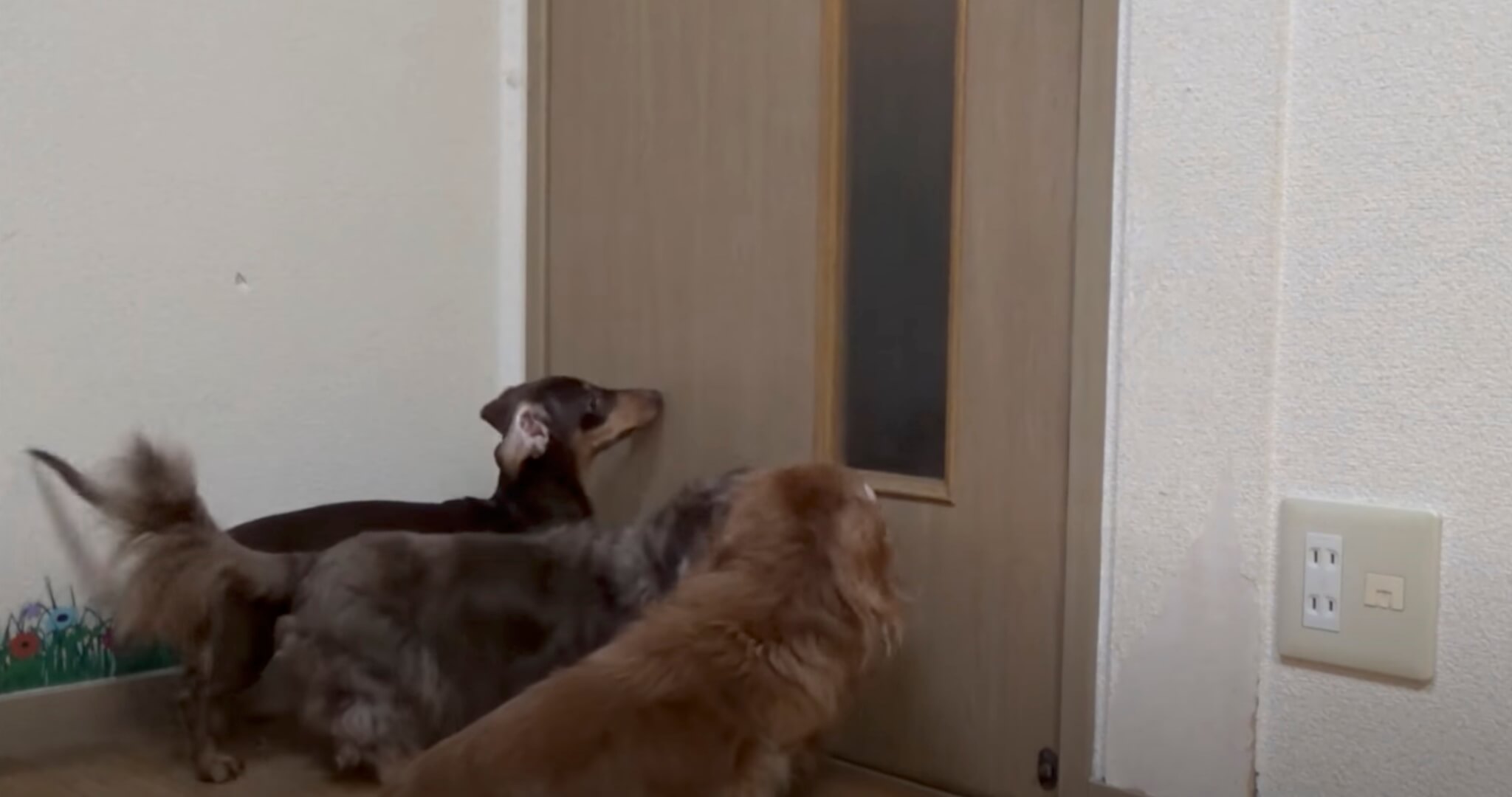 ダックスフンド,動画