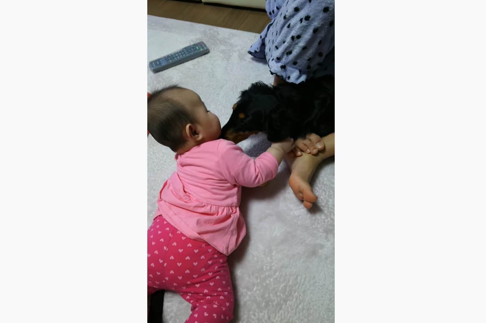 ダックスフンド,動画